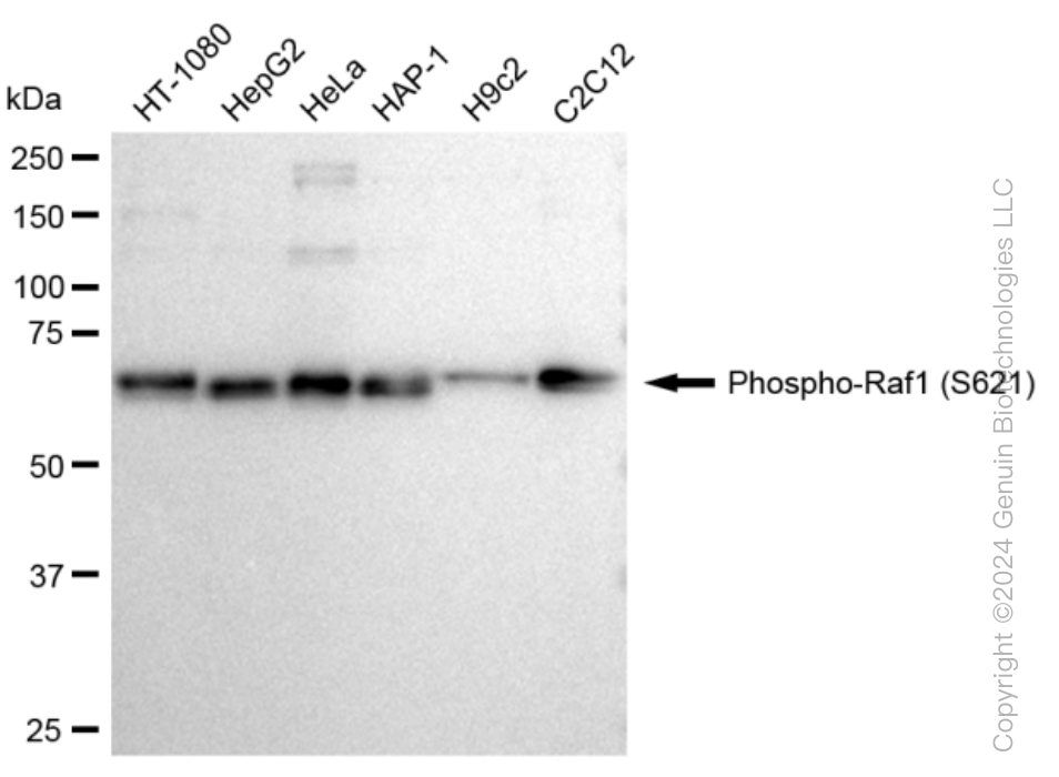 KD-Validated Anti-Phospho-Raf1 (S621) Rabbit Monoclonal Antibody ABG1279