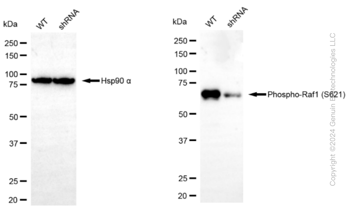 KD-Validated Anti-Phospho-Raf1 (S621) Rabbit Monoclonal Antibody ABG1279