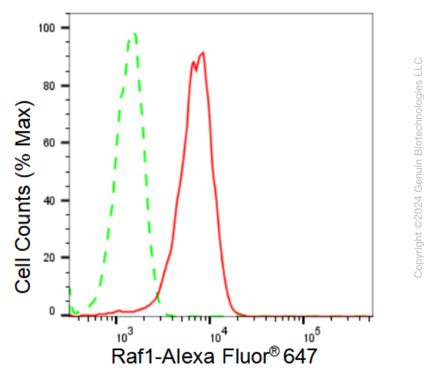 KD-Validated Anti-Raf1 Rabbit Monoclonal Antibody ABG1280