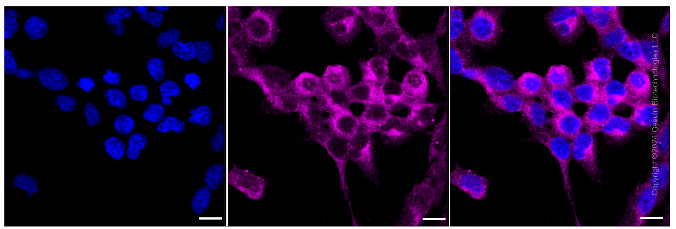 KD-Validated Anti-Raf1 Rabbit Monoclonal Antibody ABG1280