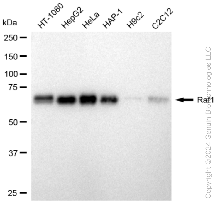 KD-Validated Anti-Raf1 Rabbit Monoclonal Antibody ABG1280