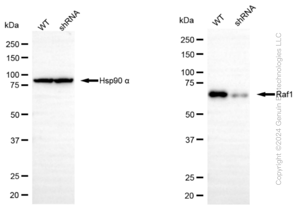 KD-Validated Anti-Raf1 Rabbit Monoclonal Antibody ABG1280