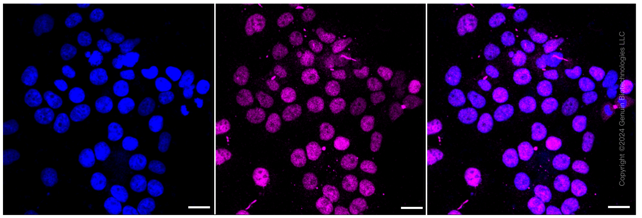 KD-Validated Anti-Retinoid X receptor alpha Rabbit Monoclonal Antibody ABG1282