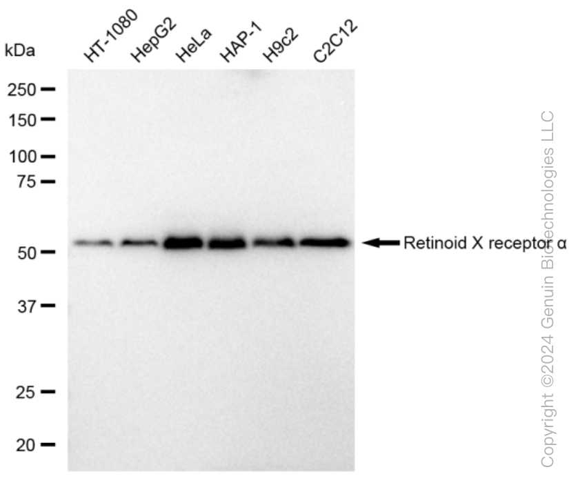 KD-Validated Anti-Retinoid X receptor alpha Rabbit Monoclonal Antibody ABG1282