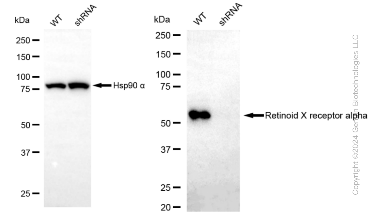 KD-Validated Anti-Retinoid X receptor alpha Rabbit Monoclonal Antibody ABG1282