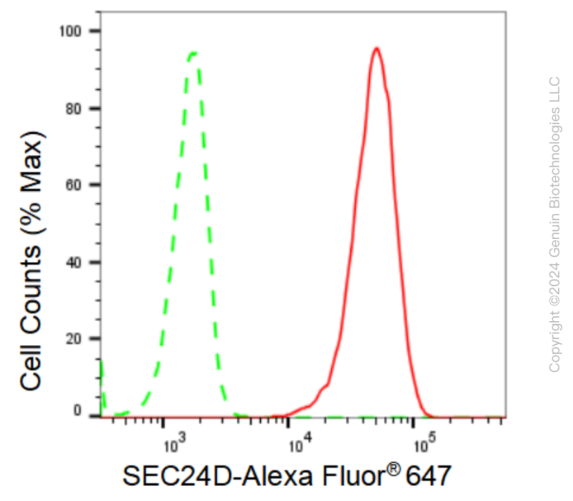 KD-Validated Anti-SEC24D Rabbit Monoclonal Antibody ABG1283