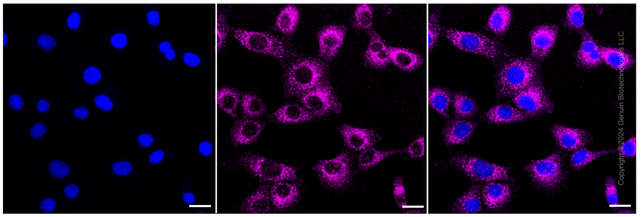 KD-Validated Anti-SEC24D Rabbit Monoclonal Antibody ABG1283
