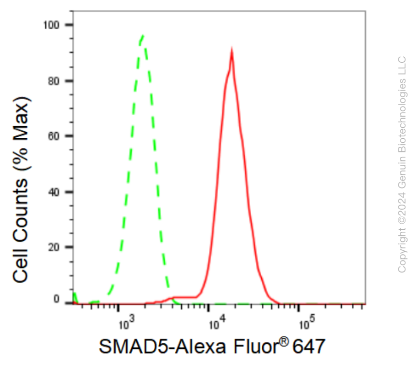 KD-Validated Anti-SMAD5 Rabbit Monoclonal Antibody ABG1284