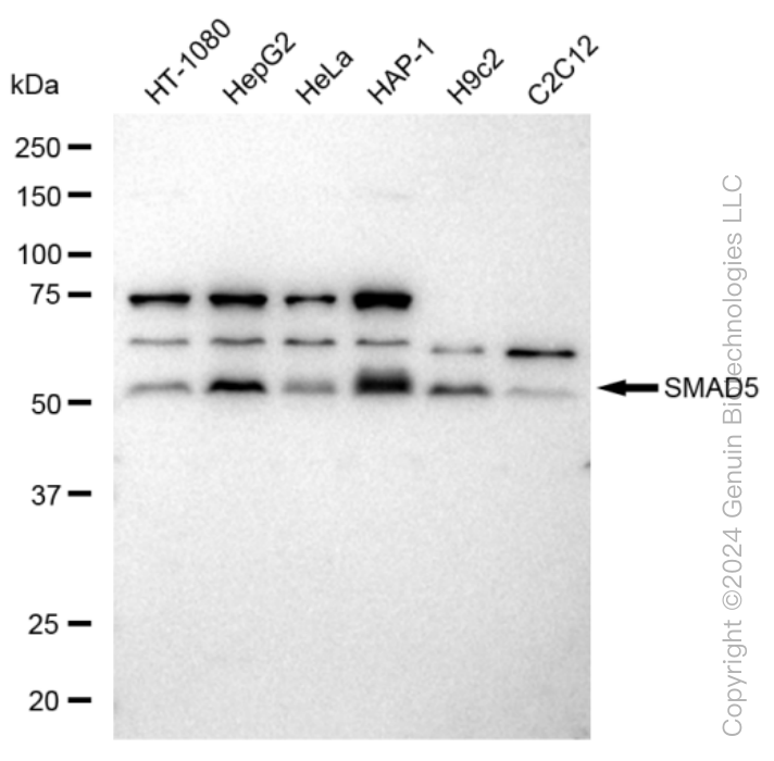 KD-Validated Anti-SMAD5 Rabbit Monoclonal Antibody ABG1284