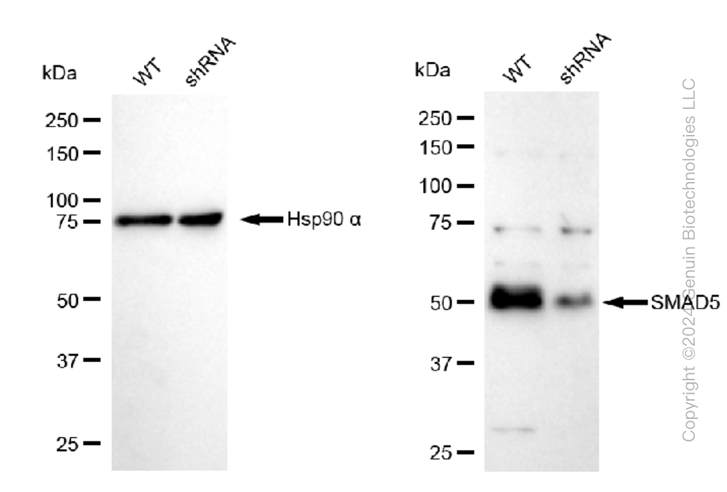 KD-Validated Anti-SMAD5 Rabbit Monoclonal Antibody ABG1284