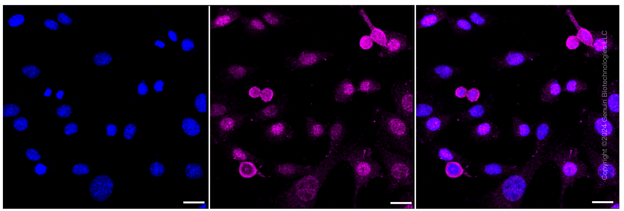 KD-Validated Anti-Syntaxin binding protein 1 Rabbit Monoclonal Antibody ABG1286
