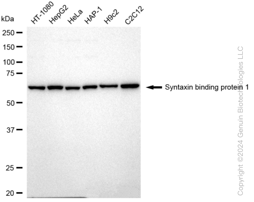 KD-Validated Anti-Syntaxin binding protein 1 Rabbit Monoclonal Antibody ABG1286