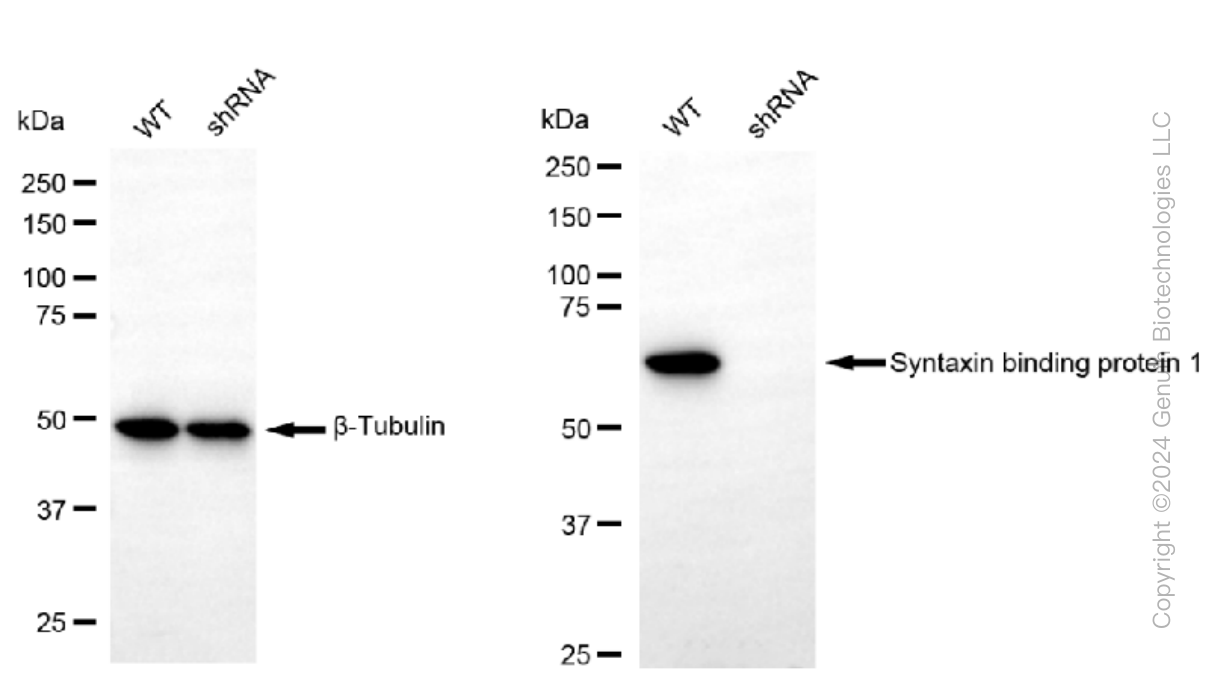 KD-Validated Anti-Syntaxin binding protein 1 Rabbit Monoclonal Antibody ABG1286