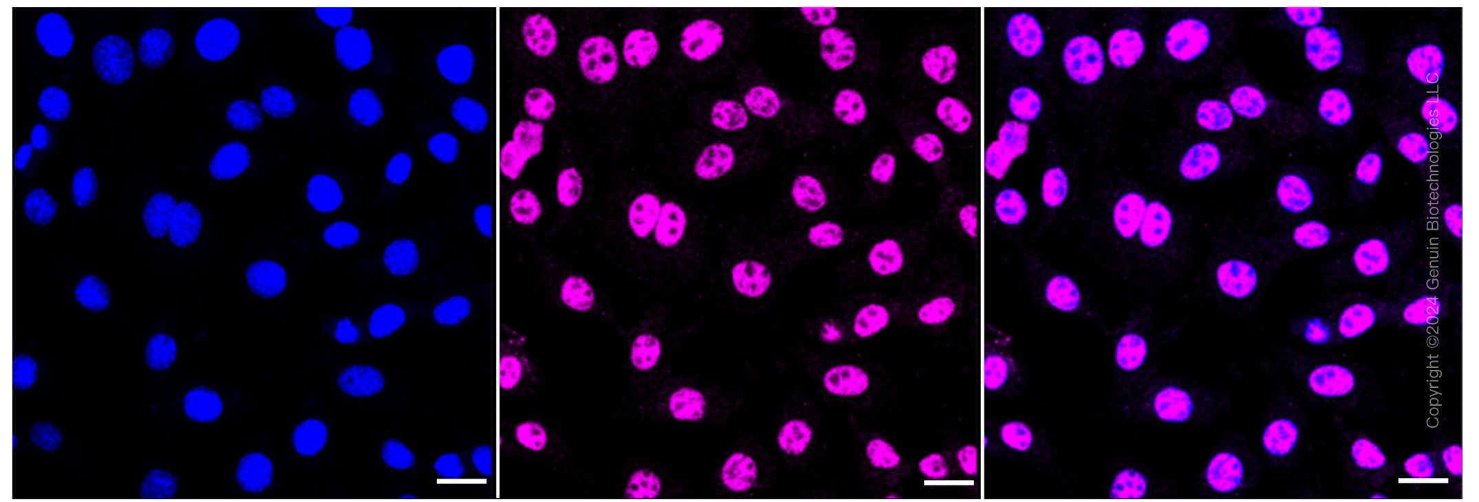 KD-Validated Anti-TAR DNA binding protein Rabbit Monoclonal Antibody ABG1287