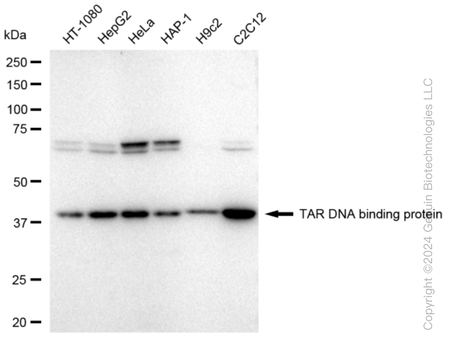 KD-Validated Anti-TAR DNA binding protein Rabbit Monoclonal Antibody ABG1287