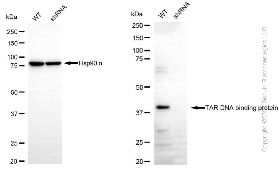KD-Validated Anti-TAR DNA binding protein Rabbit Monoclonal Antibody ABG1287
