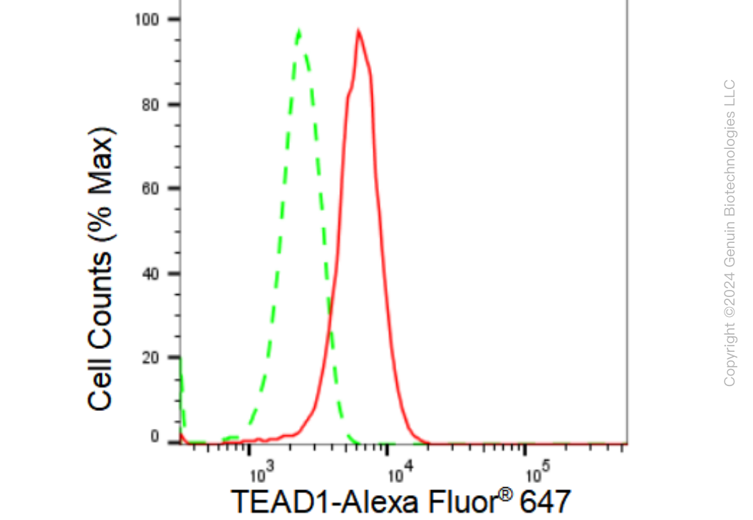 KD-Validated Anti-TEAD1 Rabbit Monoclonal Antibody ABG1288