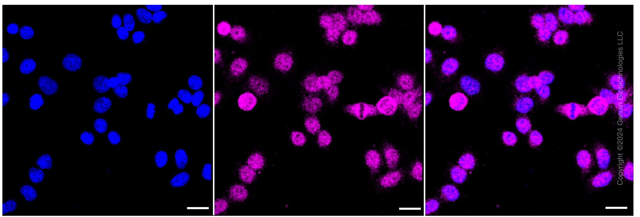KD-Validated Anti-TEAD1 Rabbit Monoclonal Antibody ABG1288