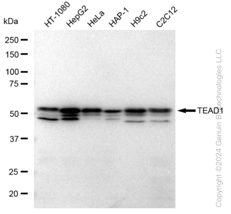 KD-Validated Anti-TEAD1 Rabbit Monoclonal Antibody ABG1288