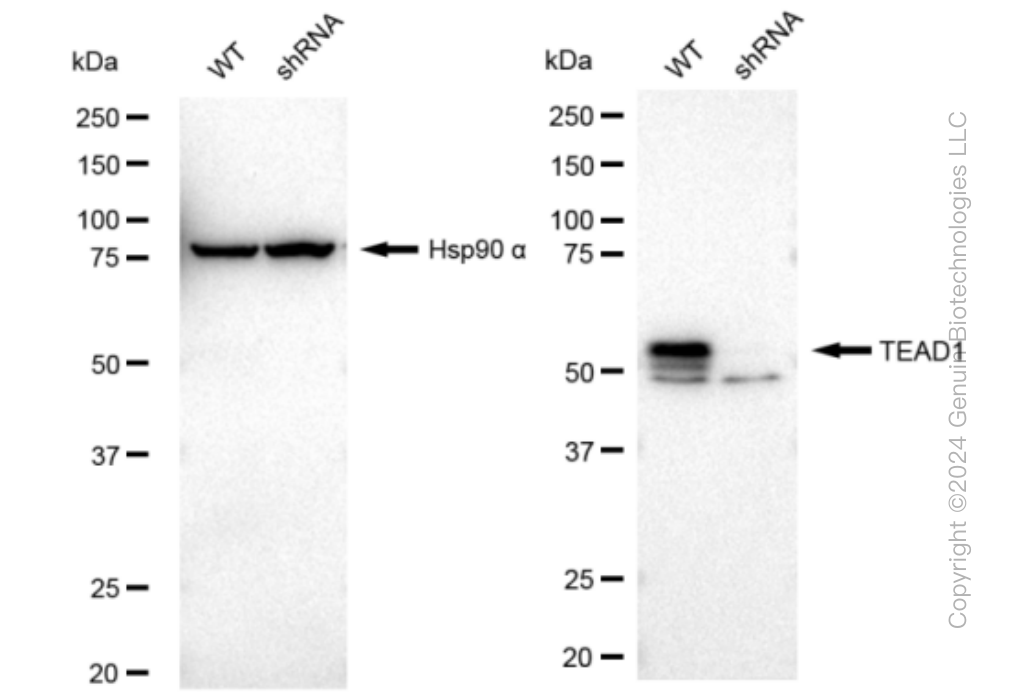 KD-Validated Anti-TEAD1 Rabbit Monoclonal Antibody ABG1288