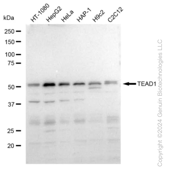 KD-Validated Anti-TEAD1 Rabbit Monoclonal Antibody ABG1289