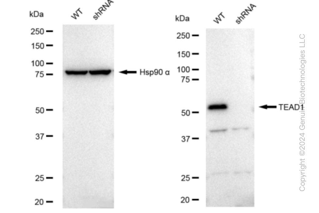 KD-Validated Anti-TEAD1 Rabbit Monoclonal Antibody ABG1289
