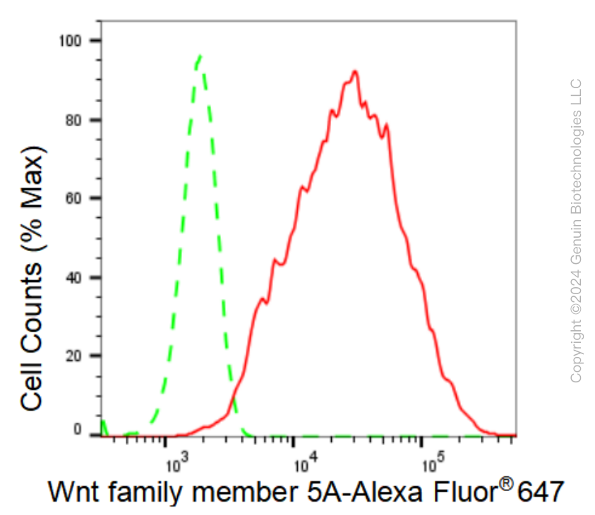 KD-Validated Anti-Wnt family member 5A Rabbit Monoclonal Antibody ABG1290
