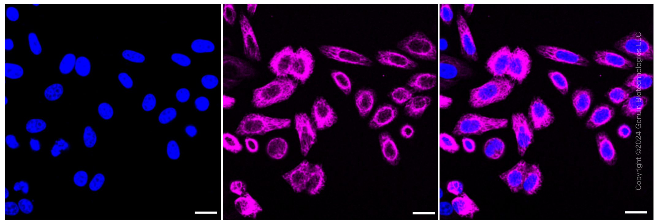 KD-Validated Anti-Wnt family member 5A Rabbit Monoclonal Antibody ABG1290