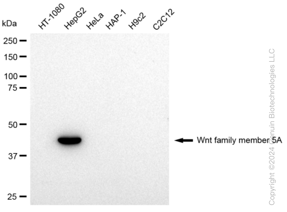 KD-Validated Anti-Wnt family member 5A Rabbit Monoclonal Antibody ABG1290