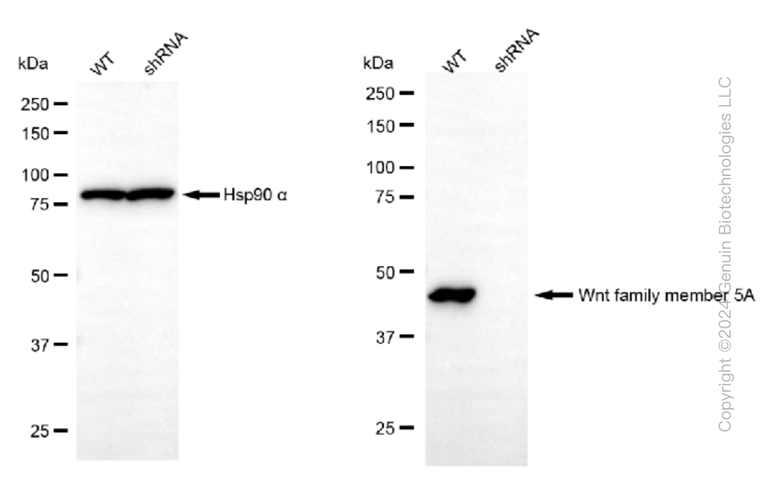 KD-Validated Anti-Wnt family member 5A Rabbit Monoclonal Antibody ABG1290