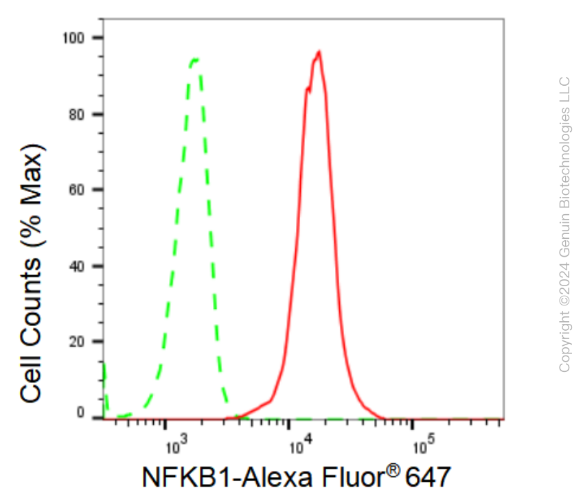 KD-Validated Anti-NFKB1 Rabbit Monoclonal Antibody ABG1291