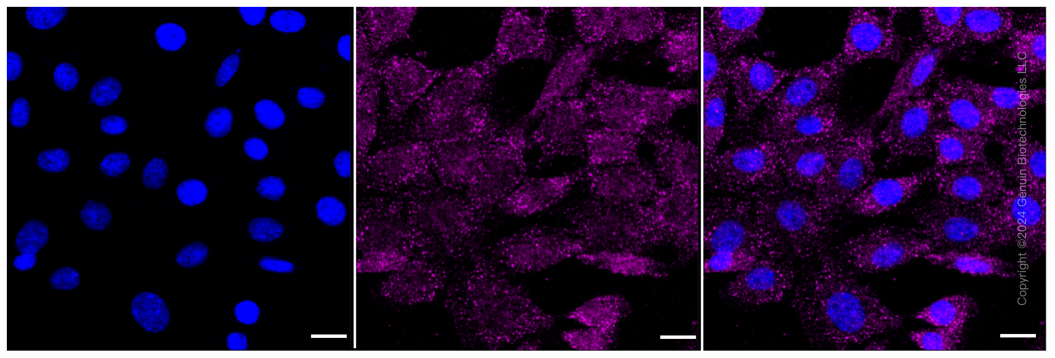 KD-Validated Anti-NFKB1 Rabbit Monoclonal Antibody ABG1291