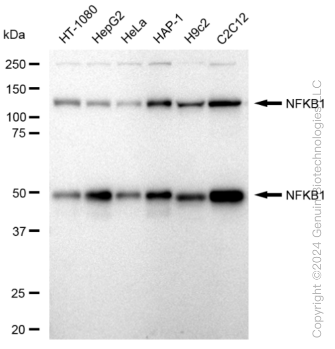 KD-Validated Anti-NFKB1 Rabbit Monoclonal Antibody ABG1291