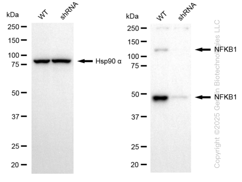 KD-Validated Anti-NFKB1 Rabbit Monoclonal Antibody ABG1291