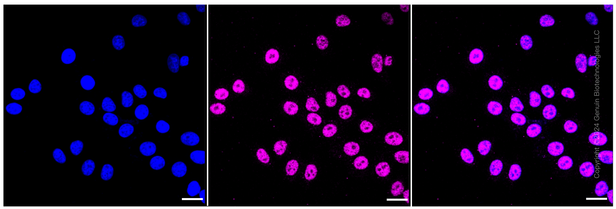 KD-Validated Anti-Grp75 Rabbit Monoclonal Antibody ABG1292