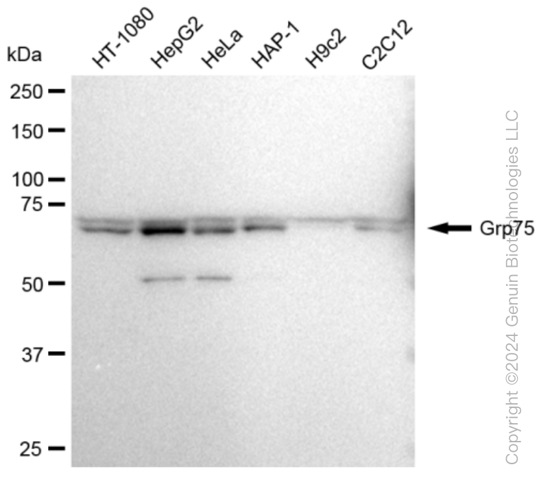 KD-Validated Anti-Grp75 Rabbit Monoclonal Antibody ABG1292