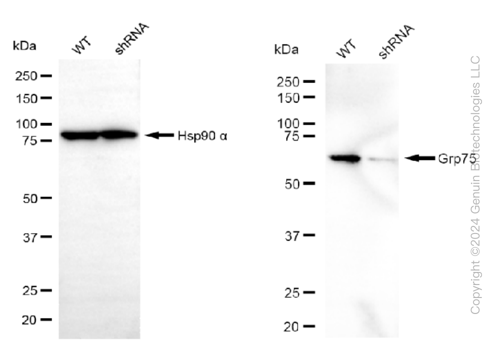KD-Validated Anti-Grp75 Rabbit Monoclonal Antibody ABG1292