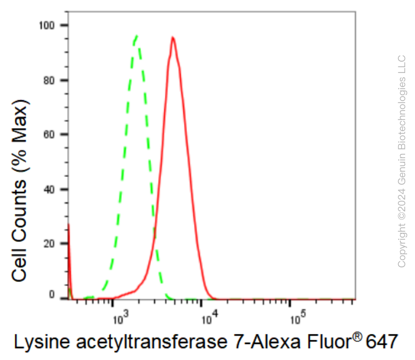 KD-Validated Anti-Lysine acetyltransferase 7 Rabbit Monoclonal Antibody ABG1293
