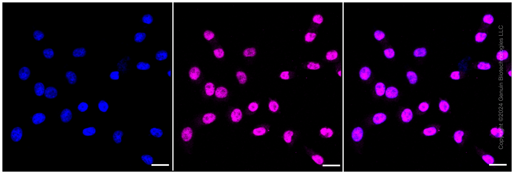 KD-Validated Anti-Lysine acetyltransferase 7 Rabbit Monoclonal Antibody ABG1293