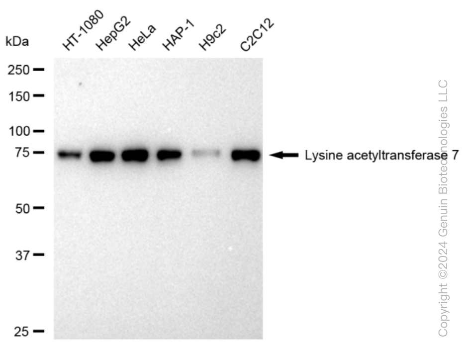 KD-Validated Anti-Lysine acetyltransferase 7 Rabbit Monoclonal Antibody ABG1293