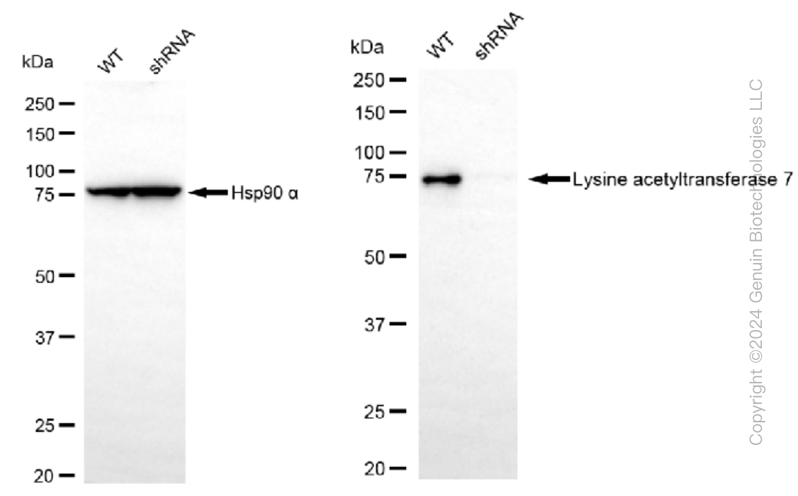KD-Validated Anti-Lysine acetyltransferase 7 Rabbit Monoclonal Antibody ABG1293