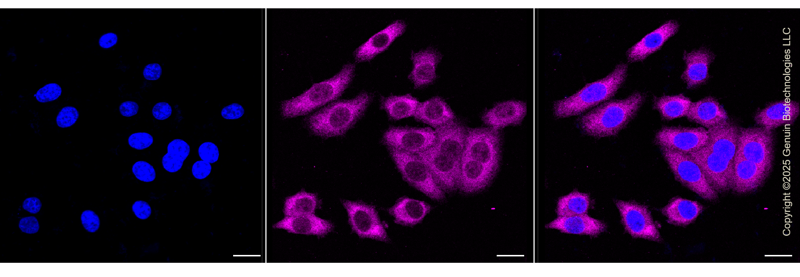 KD-Validated Anti-Tripartite Motif Containing 25 Rabbit Monoclonal Antibody ABG1294