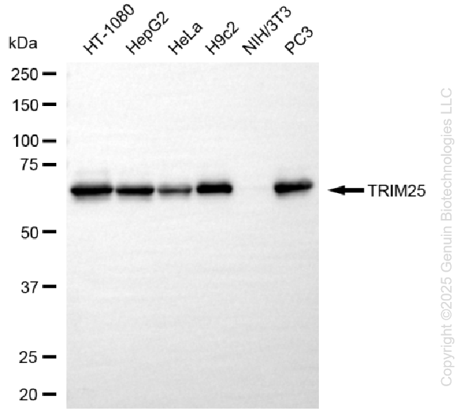KD-Validated Anti-Tripartite Motif Containing 25 Rabbit Monoclonal Antibody ABG1294