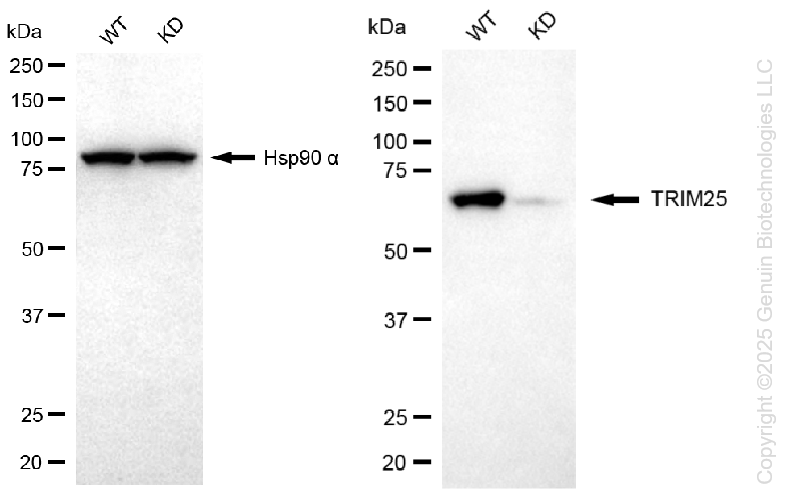 KD-Validated Anti-Tripartite Motif Containing 25 Rabbit Monoclonal Antibody ABG1294