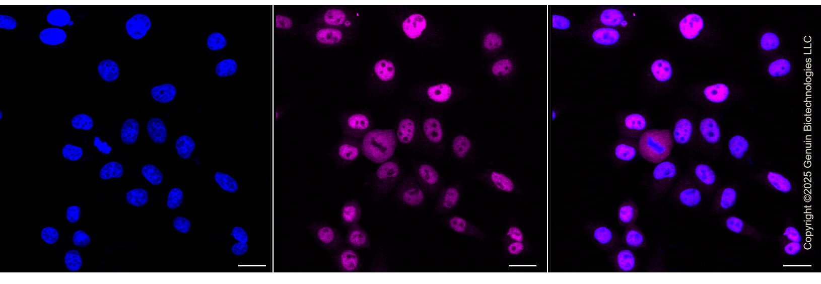 KD-Validated Anti-BAG Cochaperone 6 Rabbit Monoclonal Antibody ABG1295