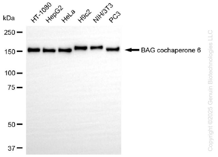 KD-Validated Anti-BAG Cochaperone 6 Rabbit Monoclonal Antibody ABG1295