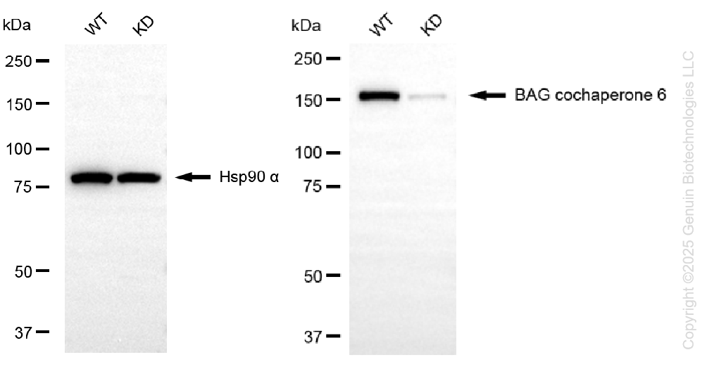 KD-Validated Anti-BAG Cochaperone 6 Rabbit Monoclonal Antibody ABG1295