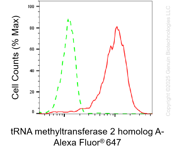 KD-Validated Anti-TRNA Methyltransferase 2 Homolog Rabbit Monoclonal Antibody ABG1296