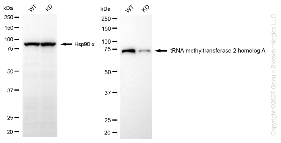 KD-Validated Anti-TRNA Methyltransferase 2 Homolog Rabbit Monoclonal Antibody ABG1296