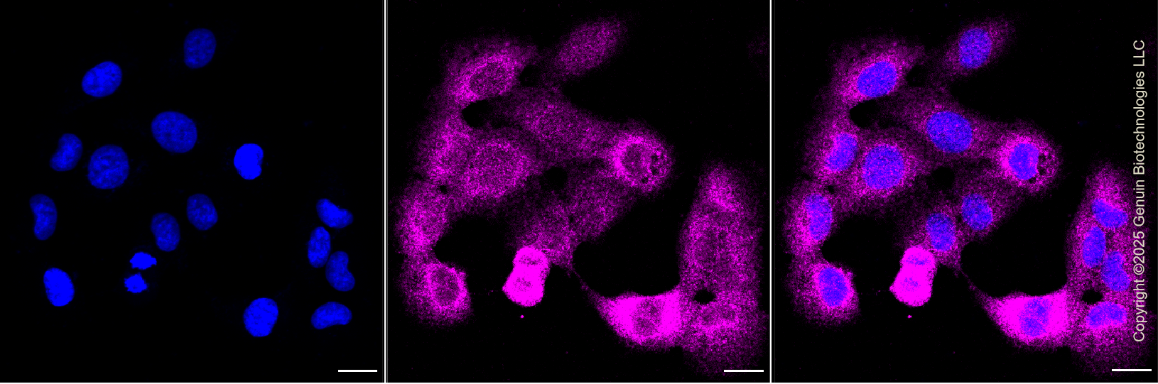 KD-Validated Anti-Cysteinyl-TRNA Synthetase 1 Rabbit Monoclonal Antibody ABG1297